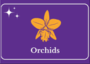 ORCHIDS
